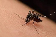 Italia: Casos de Fiebre del Nilo Occidental aumentan y se reportan 11 muertos